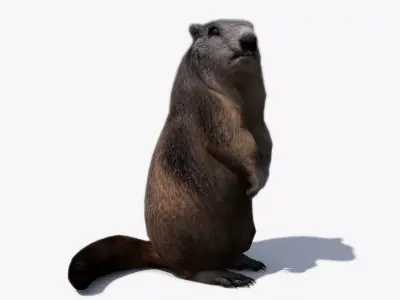 Marmot beaver Low-poly 3D model
