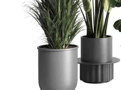 indoor plant  palm ficus rubbery lyrata monstera concrete dirt 3D model