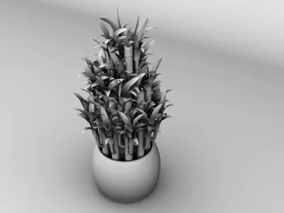 Lucky Bamboo Plant Low-poly 3D model