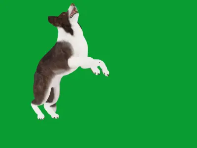Border Collie Dog Low-poly 3D model