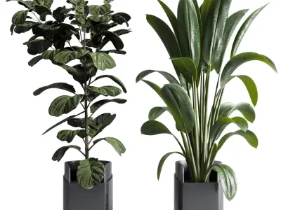 indoor plant set 311 ficus lyrata ficus rubbery in a plastics Low-poly 3D model