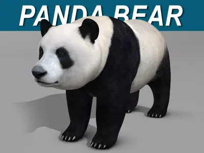 Panda Bear 3D model