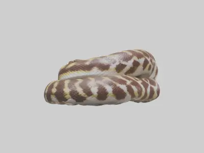 Indian Python coiled model Low-poly 3D model