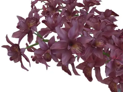 Orchidaceae glass vase with flowers 3D model