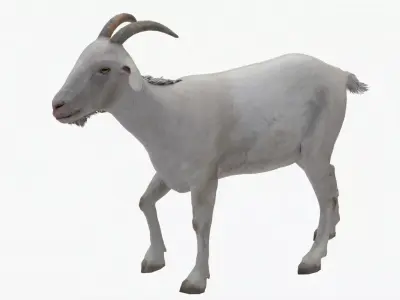 Lowpoly Goat Low-poly 3D model