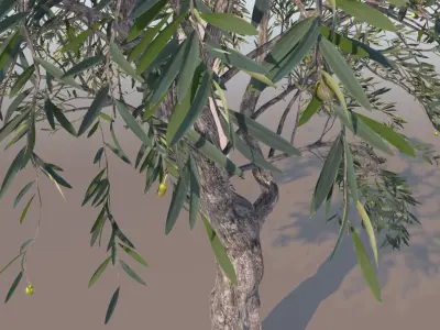 Olea europaea olive tree decorative B 3D model