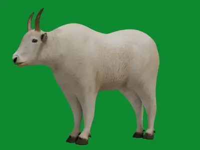Mountain Goat Low-poly 3D model