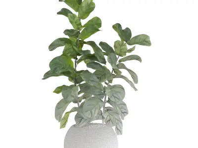 Ficus Lyrata in black felt pot 3D model