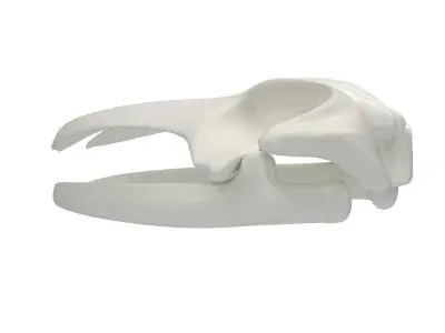 Blue Whale Skull 3D model