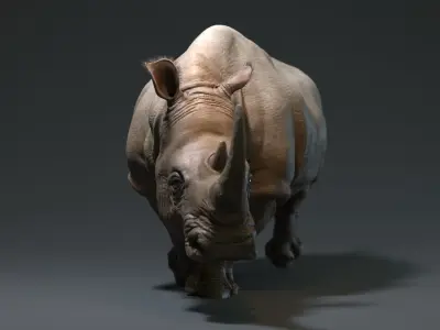 Rhino Low-poly 3D model buy