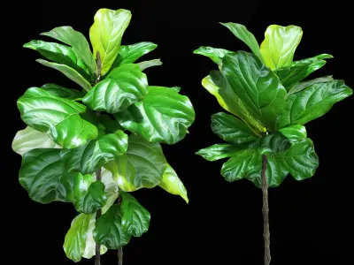 Ficus plant 133 3D model