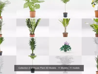 Collection-3 of House Plant 3D Models - 11 Models