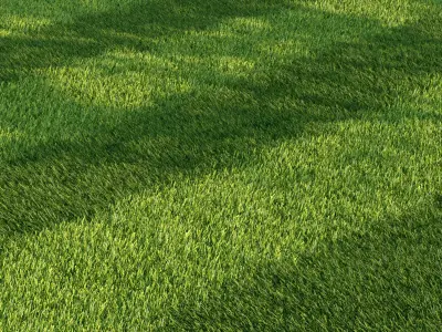 Mowed Lawn 3D model