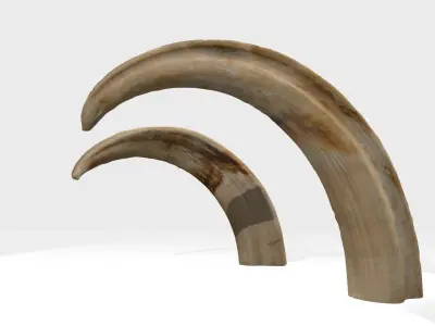 African wild boar tusks photoscan 3D model