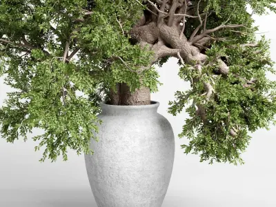 indoor plant 432 plant tree vase dirty concrete 3D model