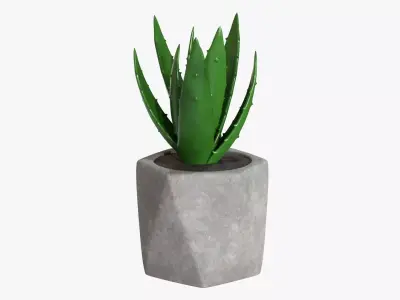 Potted plant decorative 10 3D model