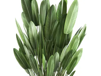 Strelitzia in a pot for the interior 739 3D model