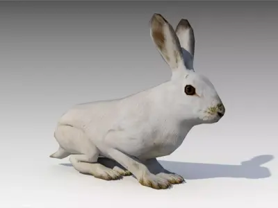 Arctic hare Low-poly 3D model