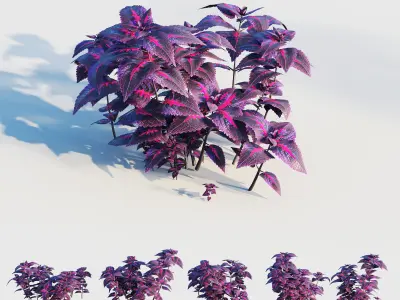 coleus plant 3D model