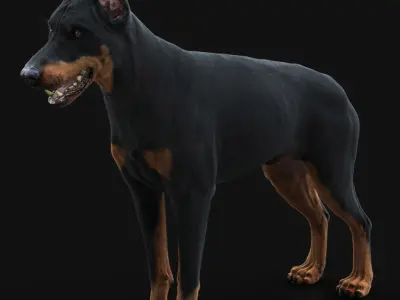 Dobermann XGEN RIGGED 3D model