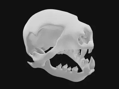 Sloth skull 3D model