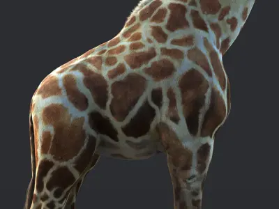 Giraffe XGEN CORE ANIMATED 3D model