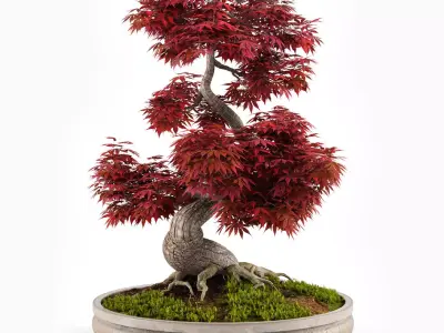 Bonsai Japanese Maple decorative tree 03 3D model
