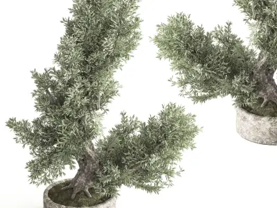 Bonsai And Indoor Plant Set 50 3D model