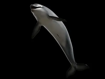 Bottlenose dolphin Low-poly 3D model