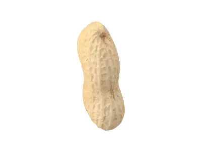 Photorealistic Peanut 3D Scan 3D model