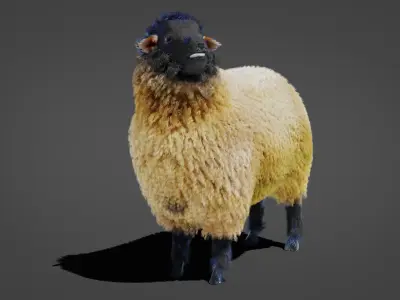 Fur Sheep Rigged in Blender  Low-poly 3D model