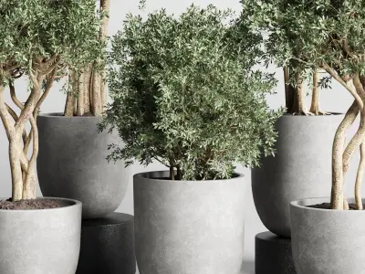 Collection Indoor outdoor plant 161 concrete dirt vase pot tree  Low-poly 3D model