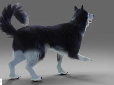 Fur Gray Wolf Rigged and Animation V01 Low-poly 3D model
