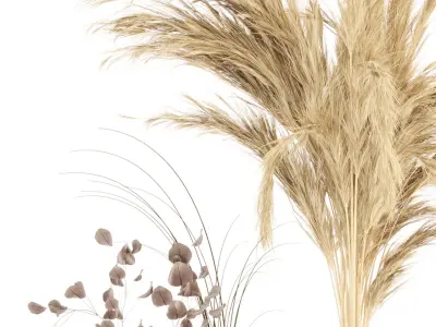 Dry plants 09 - Dried Plantset Pampas whit Concrete vase  3D model