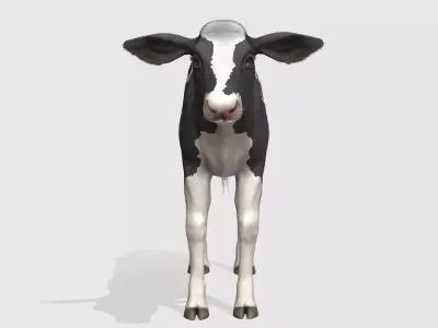 Calf realistic Low-poly 3D model
