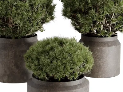  Topiary ball Pine - Outdoor Plants set 238 3D model