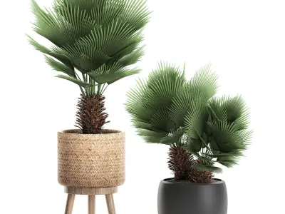 Decorative Chamaerops palms in a white flowerpot 576 3D model