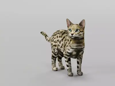 Black Spotted Cat 3D model