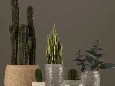Plant Collection two cactus plants in vase 3D model