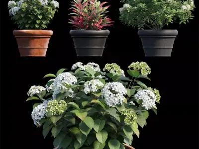 Hydrangea in planters set 08  3D model