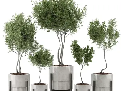 indoor plant 43 3D model