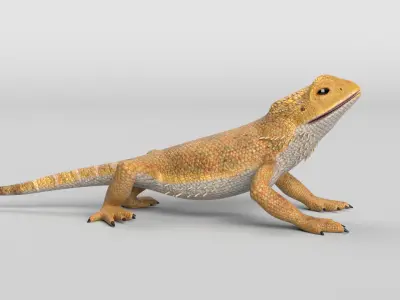 Bearded Dragon Lizard Low-poly 3D model