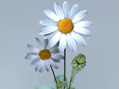 Daisy Flower 3D model