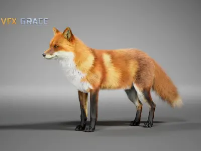 Red Fox  UE Character Asset 3D model