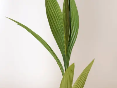 Coconut palm in pot 3D model