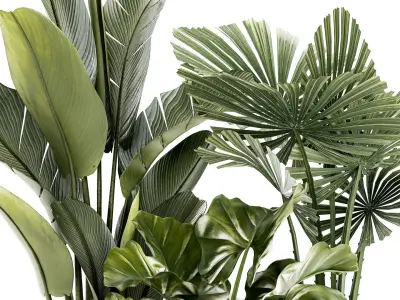 small plants white modern pots Strelitzia Licuala fan palm 1436 3D model