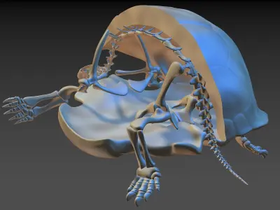Turtle Skeleton 3D model 3D model