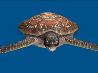 TURTLE RIGGED ANIMATED 1 Low-poly 3D model