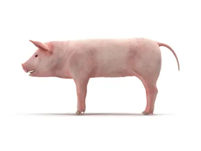 PIG MODEL 3D model