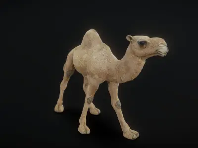 camel 3D model purchase